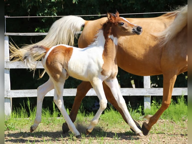 Arabisches Partbred Stute  155 cm Tobiano-alle-Farben in Plaschischen