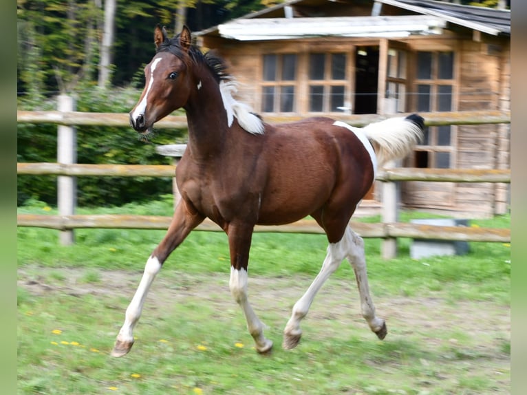 Arabisches Partbred Stute Fohlen (03/2025) 155 cm Tobiano-alle-Farben in M&#xF6;rsdorf