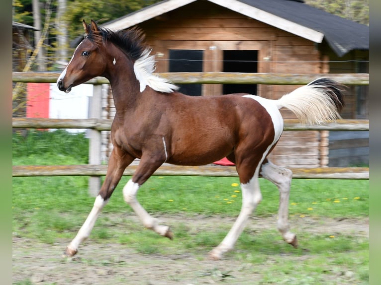 Arabisches Partbred Stute Fohlen (03/2025) 155 cm Tobiano-alle-Farben in M&#xF6;rsdorf