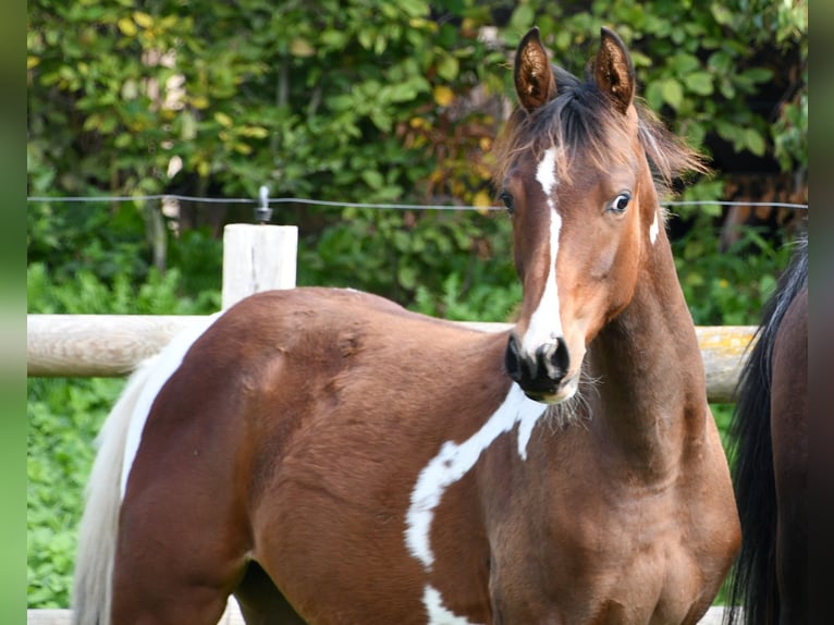 Arabisches Partbred Stute Fohlen (03/2025) 155 cm Tobiano-alle-Farben in M&#xF6;rsdorf