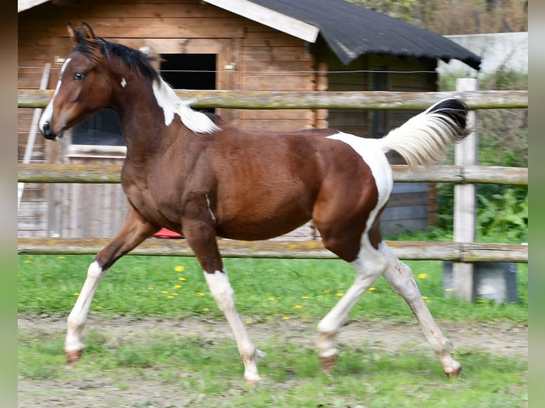Arabisches Partbred Stute Fohlen (03/2025) 155 cm Tobiano-alle-Farben in M&#xF6;rsdorf