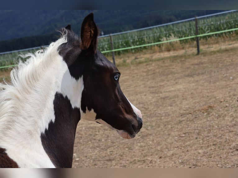Arabisches Partbred Stute Fohlen (04/2025) 155 cm Tobiano-alle-Farben in St. Stefan / &#x160;teben