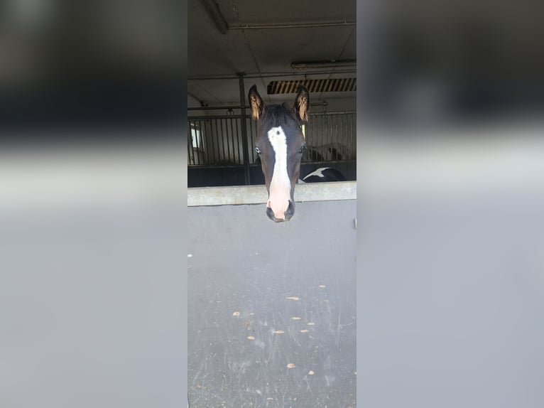 Arabisches Partbred Stute Fohlen (04/2025) 155 cm Tobiano-alle-Farben in St. Stefan / &#x160;teben