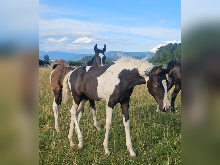 Arabisches Partbred Stute Fohlen (04/2025) 155 cm Tobiano-alle-Farben in St. Stefan / &#x160;teben