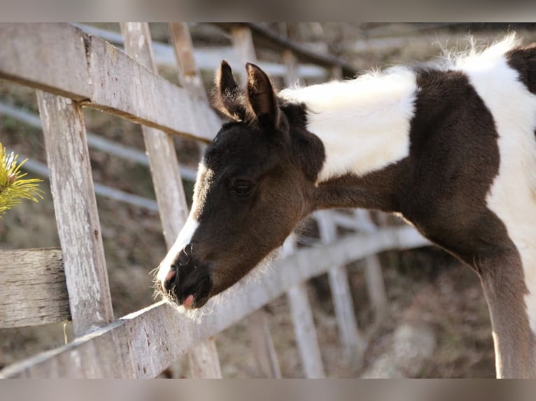 Arabisches Partbred Stute Fohlen (03/2026) 156 cm Tobiano-alle-Farben in Keutschach
