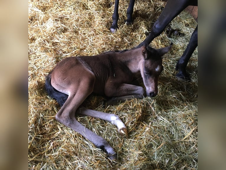 Arabisches Partbred Stute Fohlen (05/2024) 158 cm Buckskin in Villingen-Schwenningen