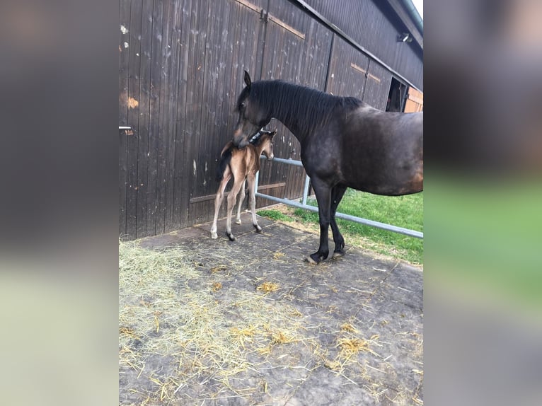 Arabisches Partbred Stute Fohlen (05/2024) 158 cm Buckskin in Villingen-Schwenningen