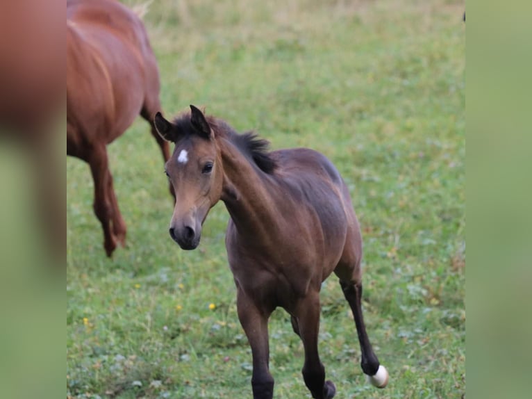 Arabisches Partbred Stute Fohlen (05/2024) 158 cm Buckskin in Villingen-Schwenningen