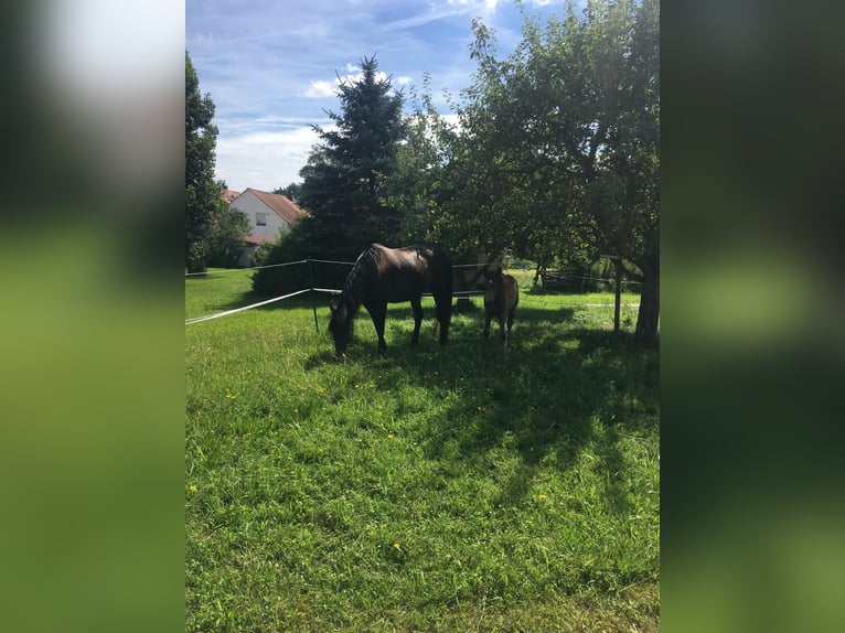 Arabisches Partbred Stute Fohlen (05/2024) 158 cm Buckskin in Villingen-Schwenningen