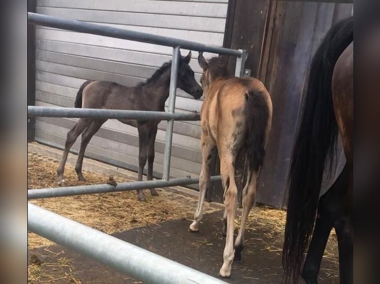 Arabisches Partbred Stute Fohlen (05/2024) 158 cm Buckskin in Villingen-Schwenningen