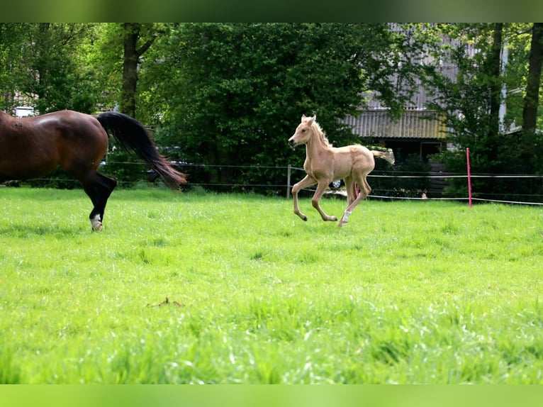 Arabisches Partbred Stute  160 cm Buckskin in Wapse
