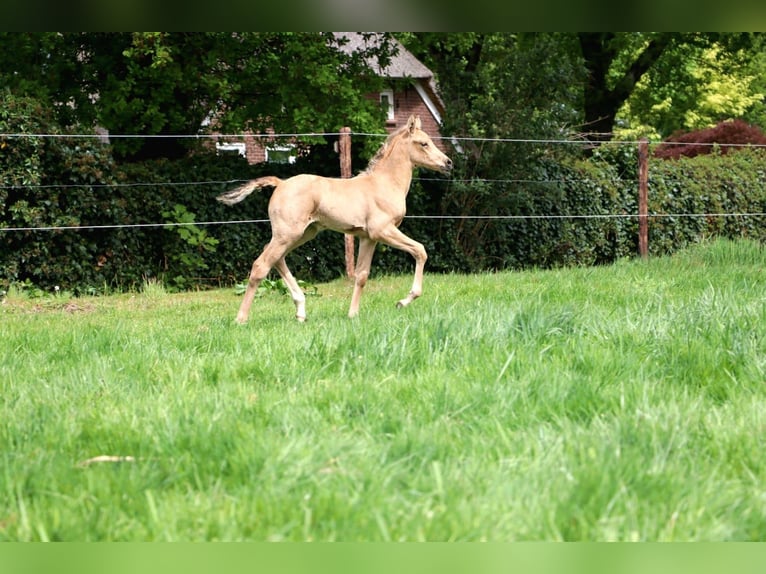 Arabisches Partbred Stute  160 cm Buckskin in Wapse