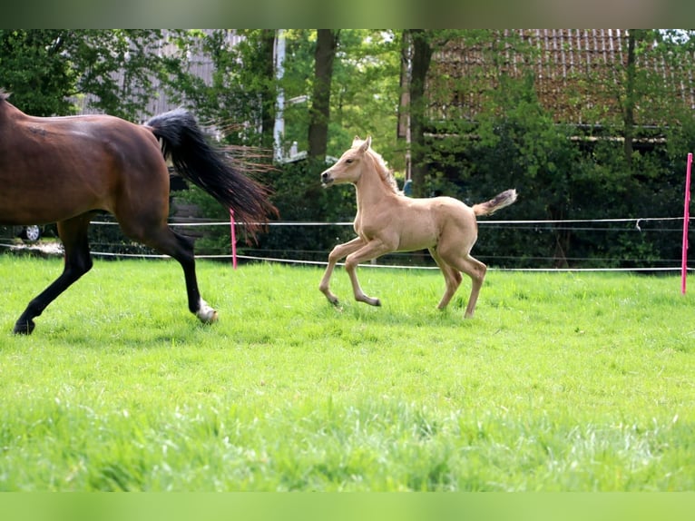 Arabisches Partbred Stute  160 cm Buckskin in Wapse