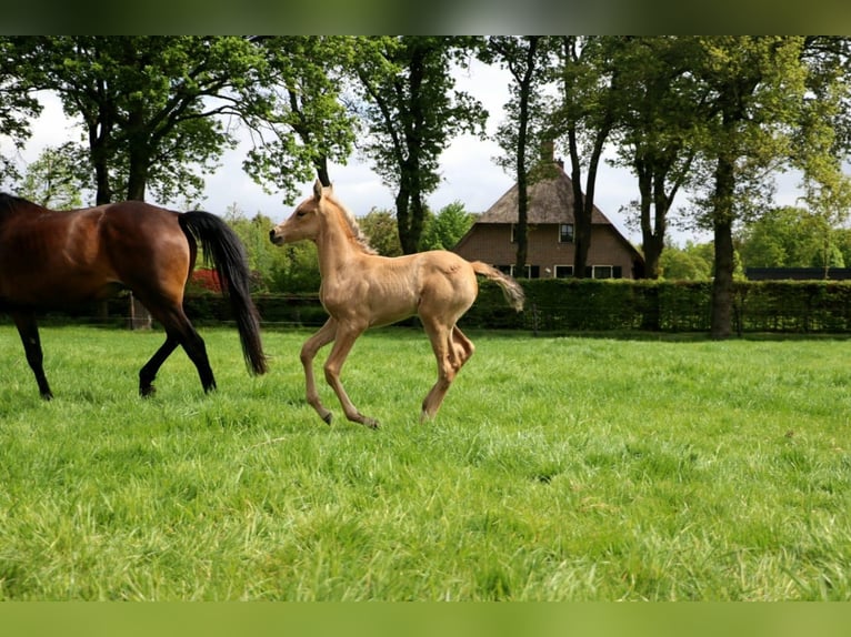Arabisches Partbred Stute  160 cm Buckskin in Wapse