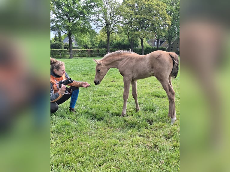 Arabisches Partbred Stute  160 cm Buckskin in Wapse