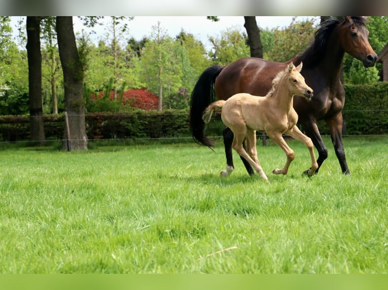Arabisches Partbred Stute  160 cm Buckskin in Wapse