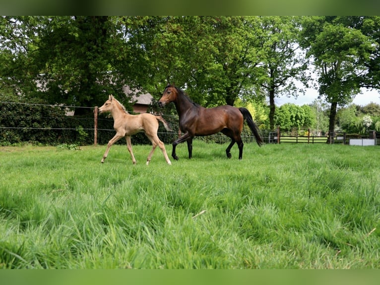 Arabisches Partbred Stute  160 cm Buckskin in Wapse