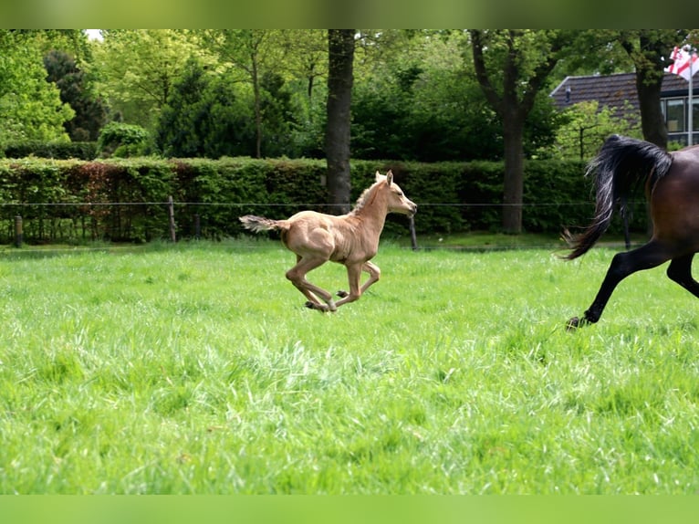 Arabisches Partbred Stute  160 cm Buckskin in Wapse