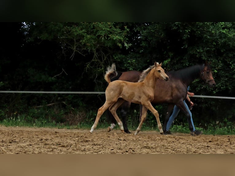 Arabisches Partbred Stute  162 cm Buckskin in Wapse