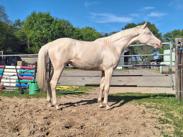 Arabisches Partbred Stute  162 cm Buckskin in Wapse