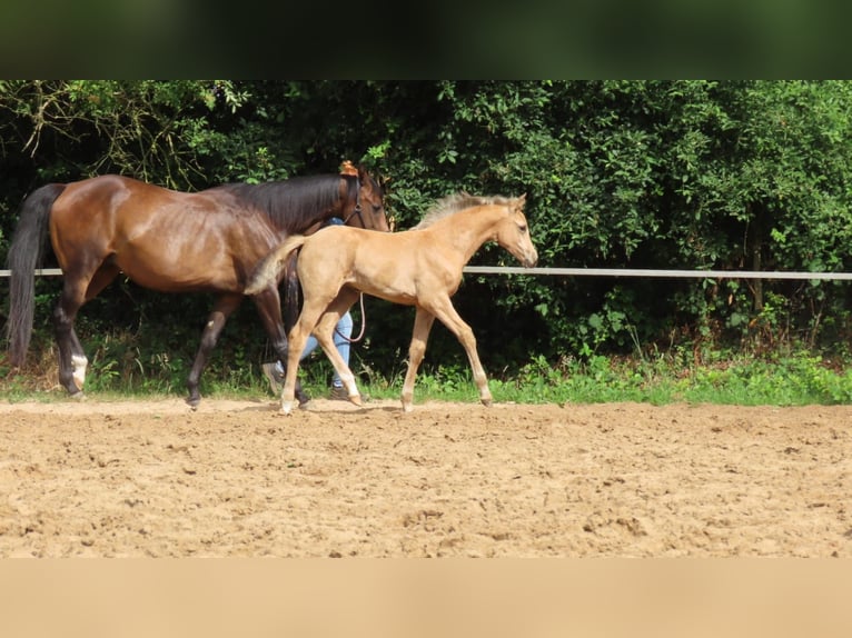 Arabisches Partbred Stute  162 cm Buckskin in Wapse