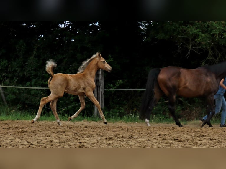 Arabisches Partbred Stute  162 cm Buckskin in Wapse