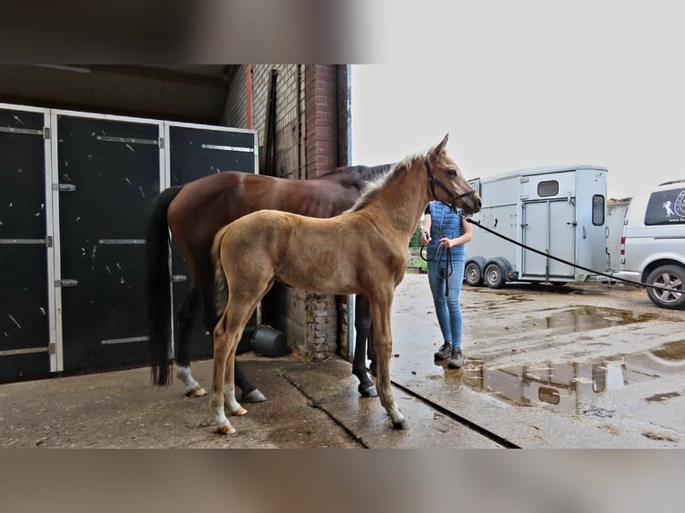 Arabisches Partbred Stute  162 cm Buckskin in Wapse