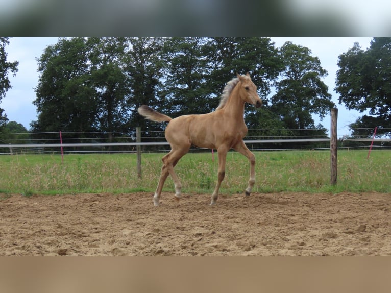 Arabisches Partbred Stute  162 cm Buckskin in Wapse