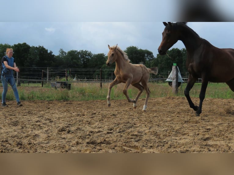 Arabisches Partbred Stute  162 cm Buckskin in Wapse