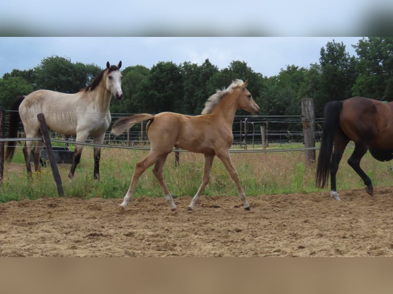 Arabisches Partbred Stute  162 cm Buckskin in Wapse