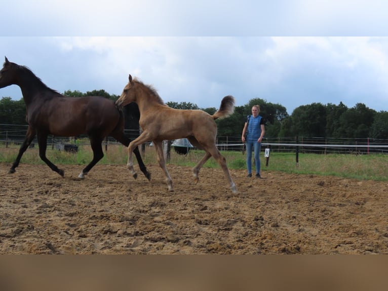 Arabisches Partbred Stute  162 cm Buckskin in Wapse