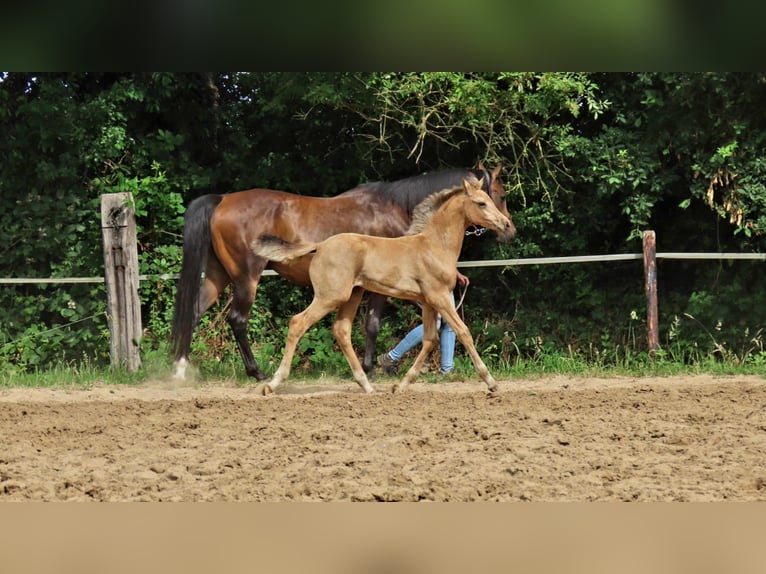 Arabisches Partbred Stute  162 cm Buckskin in Wapse
