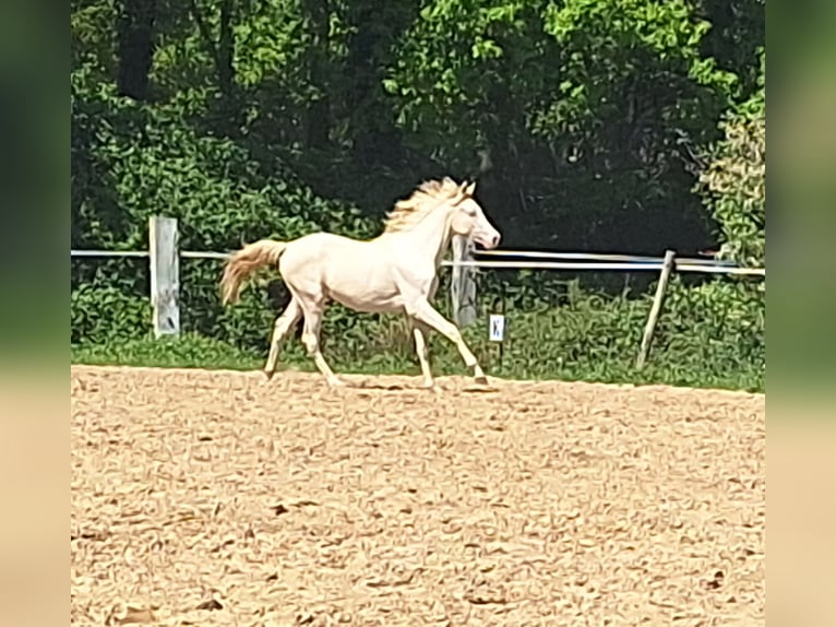 Arabisches Partbred Stute  162 cm Buckskin in Wapse