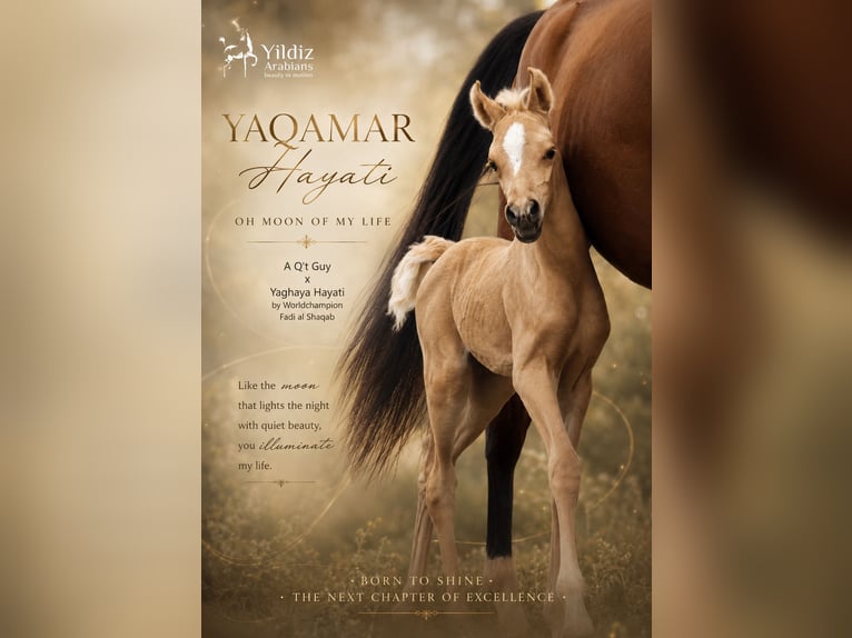 Arabisches Partbred Stute Fohlen (01/2026) Palomino in Helvoirt