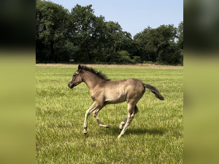 Arabisches Partbred Stute  Rappschimmel in VERNON