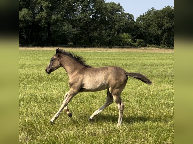 Arabisches Partbred Stute  Rappschimmel in VERNON