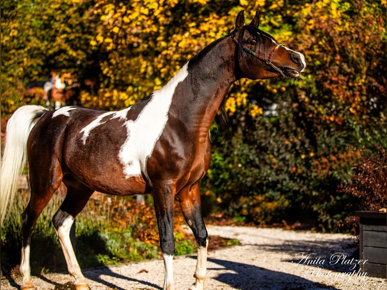 Arabisches Partbred Stute  Schecke in Rauris