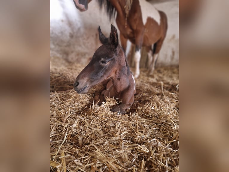 Arabisches Partbred Stute Fohlen (05/2026) Schecke in Reibers