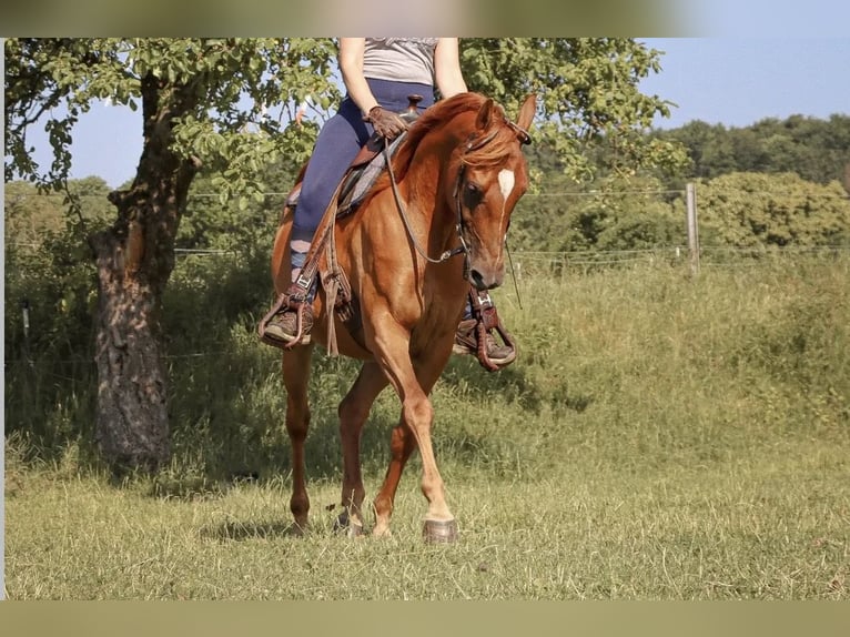 Arabisches Partbred Wallach 10 Jahre 155 cm Fuchs in Bad Driburg