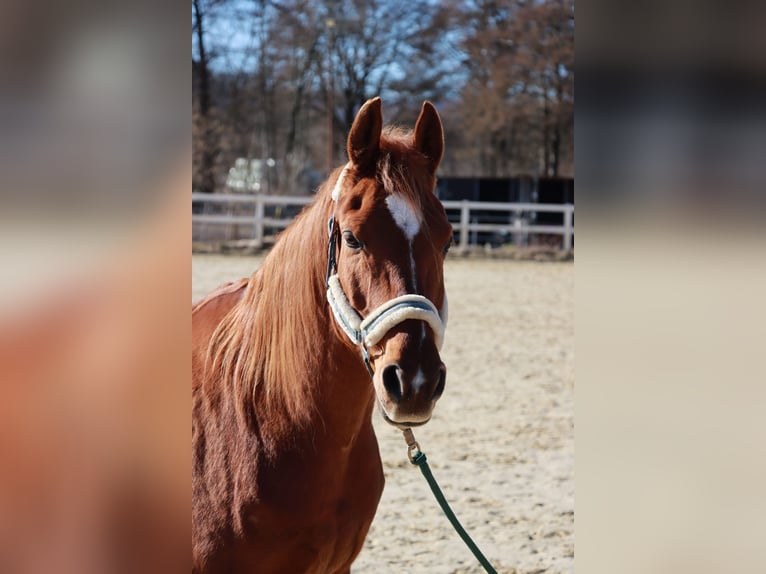 Arabisches Partbred Wallach 10 Jahre 155 cm Fuchs in Bad Driburg