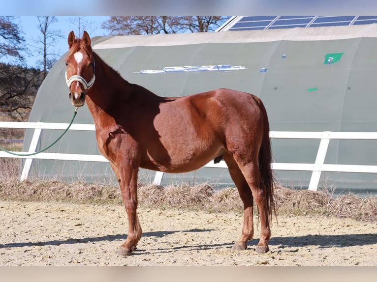 Arabisches Partbred Wallach 10 Jahre 155 cm Fuchs in Bad Driburg