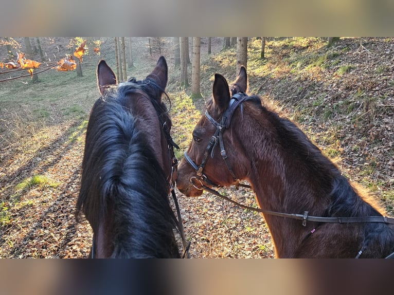 Arabisches Partbred Wallach 10 Jahre 160 cm Brauner in Takern II