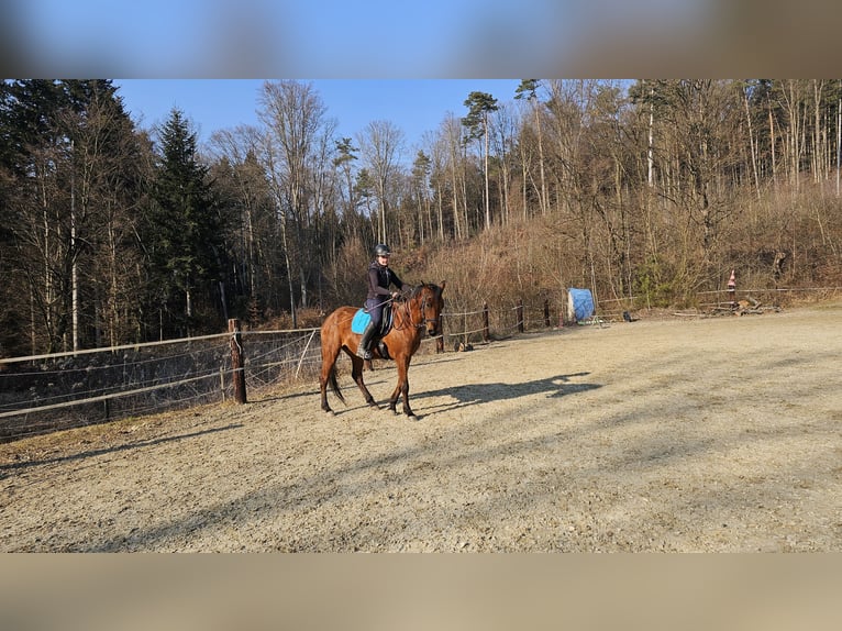 Arabisches Partbred Wallach 10 Jahre 160 cm Brauner in Takern II