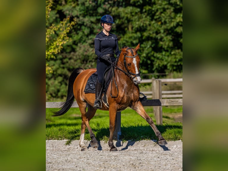 Arabisches Partbred Wallach 11 Jahre 155 cm Brauner in Helvoirt