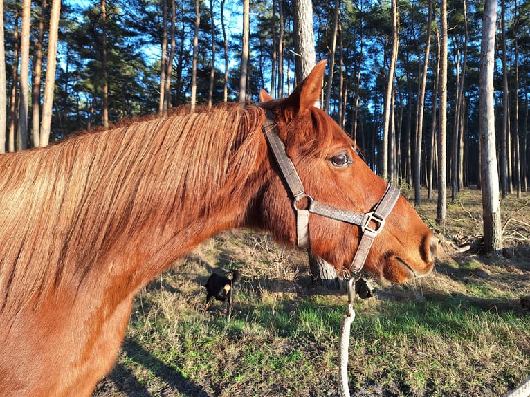 Arabisches Partbred Wallach 12 Jahre 145 cm Fuchs in F&#xFC;rstenwalde/Spree Trebus