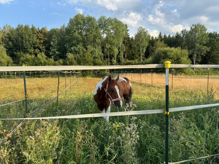 Arabisches Partbred Wallach 12 Jahre 157 cm Schecke in Rot an der Rot
