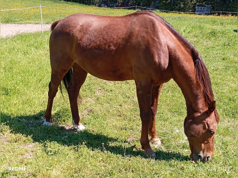 Arabisches Partbred Mix Wallach 13 Jahre 150 cm Brauner in Dornbirn