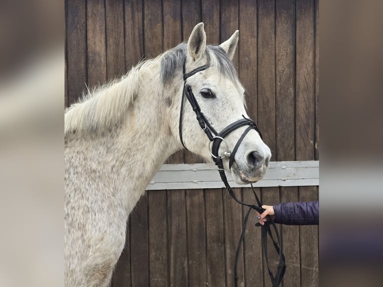 Arabisches Partbred Mix Wallach 13 Jahre 152 cm Schimmel in M&#xFC;lheim an der Ruhr