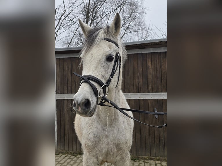 Arabisches Partbred Mix Wallach 13 Jahre 154 cm Schimmel in M&#xFC;lheim an der Ruhr