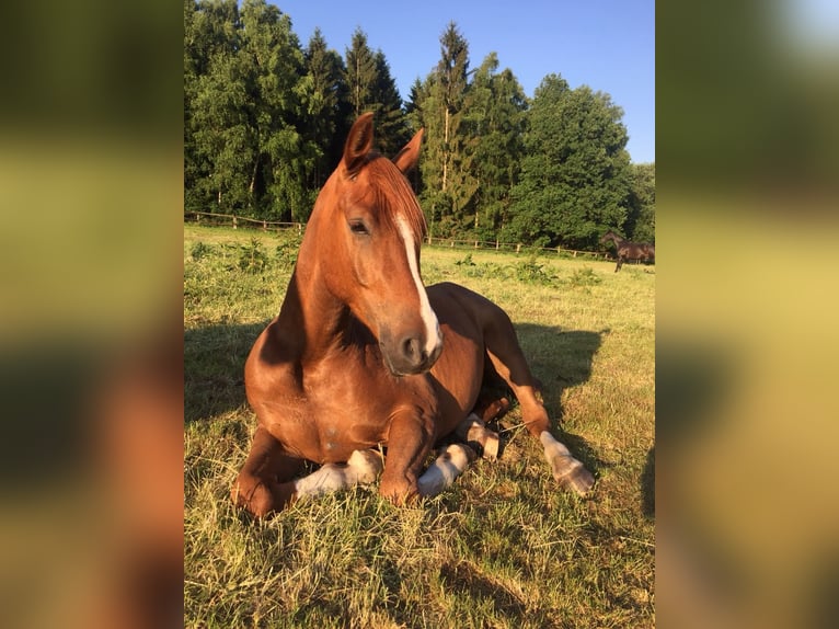 Arabisches Partbred Wallach 13 Jahre 157 cm Fuchs in Bergen